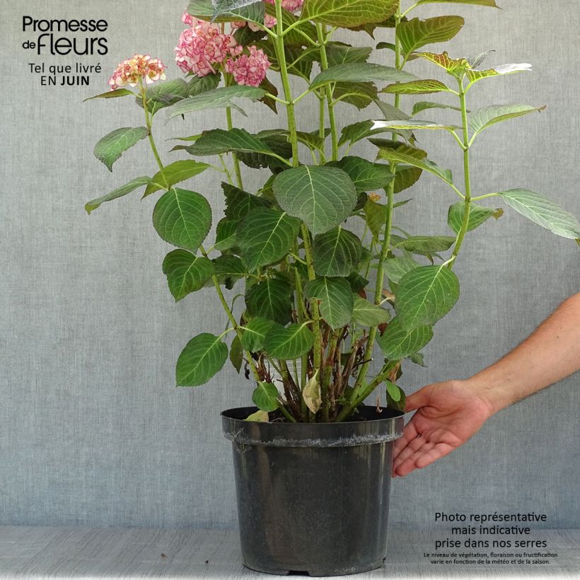 Exemplar von Hydrangea macrophylla Miss Saori - Bauernhortensie Topf mit 7,5L/10L wie im Sommer geliefert