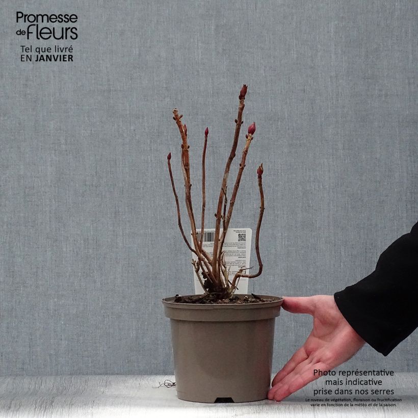 Exemplar von Hydrangea macrophylla Rotkehlchen - Bauernhortensie Topf mit 2L/3L wie im Winter geliefert