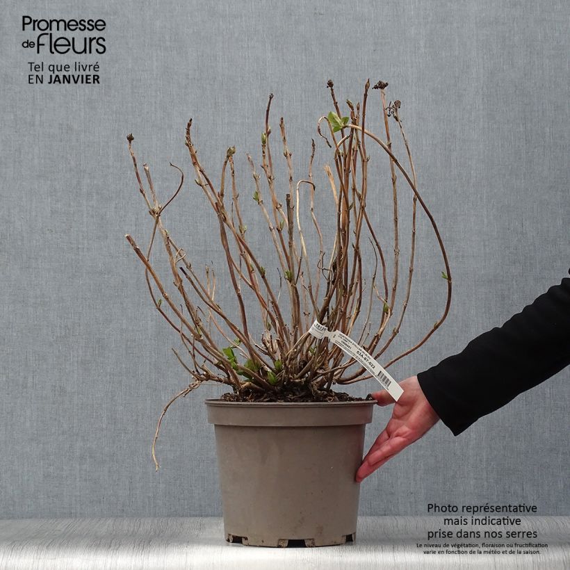 Exemplar von Hydrangea macrophylla Stellar Blue - Bauernhortensie Topf mit 7,5L/10L wie im Winter geliefert