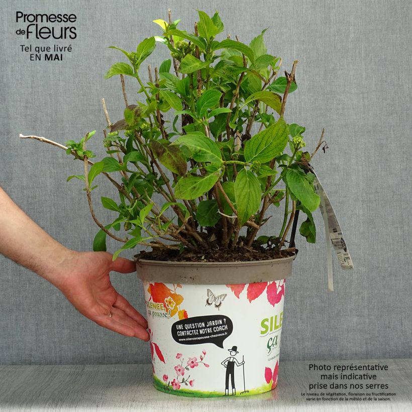 Exemplar von Hydrangea macrophylla Stellar Blue - Bauernhortensie Topf mit 7,5L/10L wie im Frühjahr geliefert