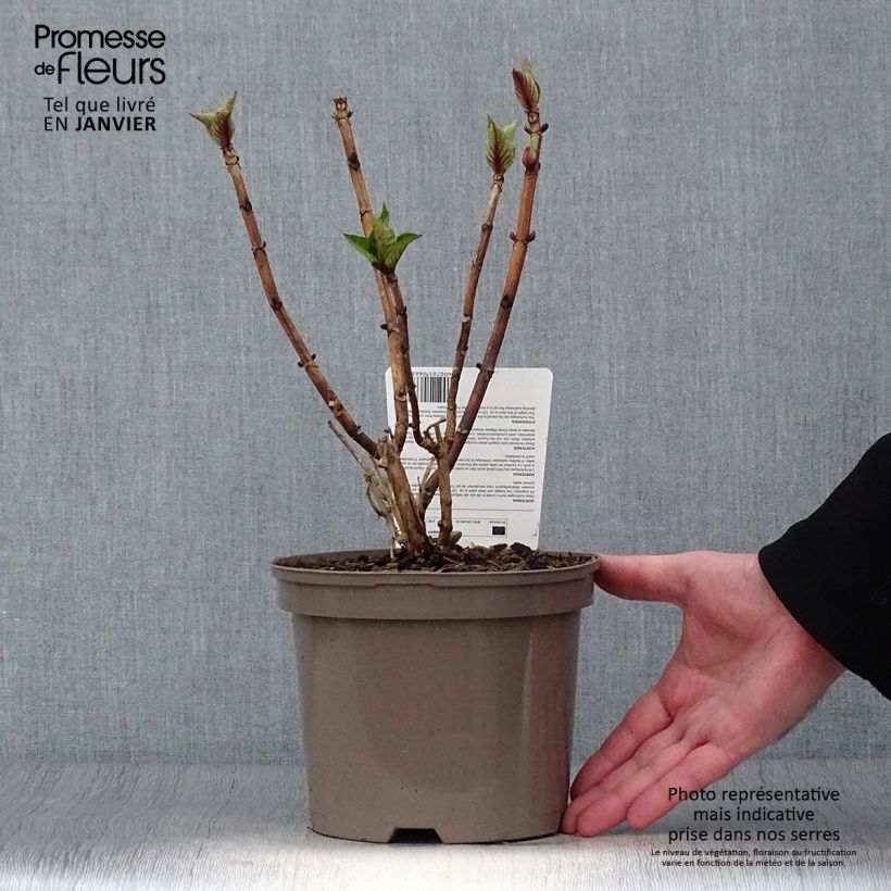 Exemplar von Hydrangea macrophylla Teller Blue - Bauernhortensie Topf mit 2L/3L wie im Winter geliefert