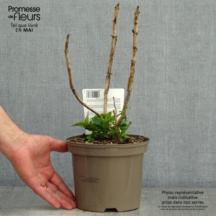 Exemplar von Hydrangea macrophylla Teller Blue - Bauernhortensie Topf mit 2L/3L wie im Frühjahr geliefert