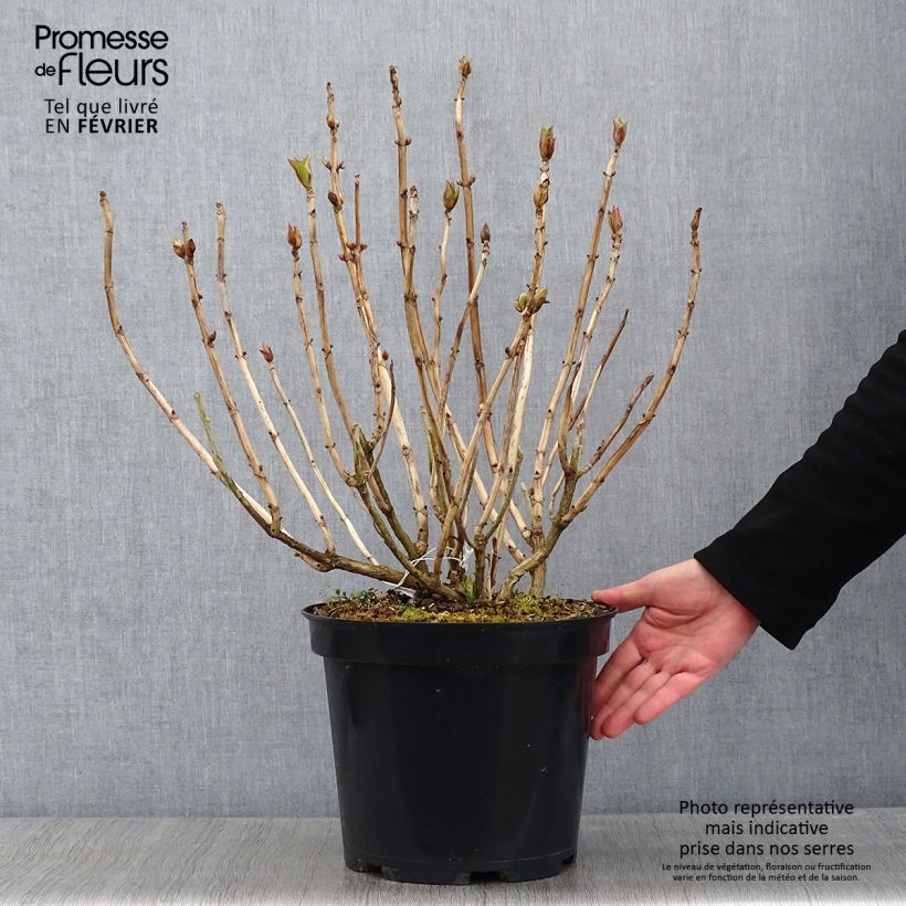 Exemplar von Hydrangea macrophylla Teller Blue - Bauernhortensie Topf mit 7,5L/10L wie im Winter geliefert