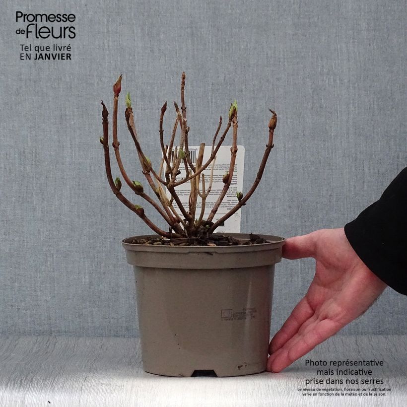 Exemplar von Hydrangea macrophylla Teller Red - Bauernhortensie Topf mit 2L/3L wie im Winter geliefert