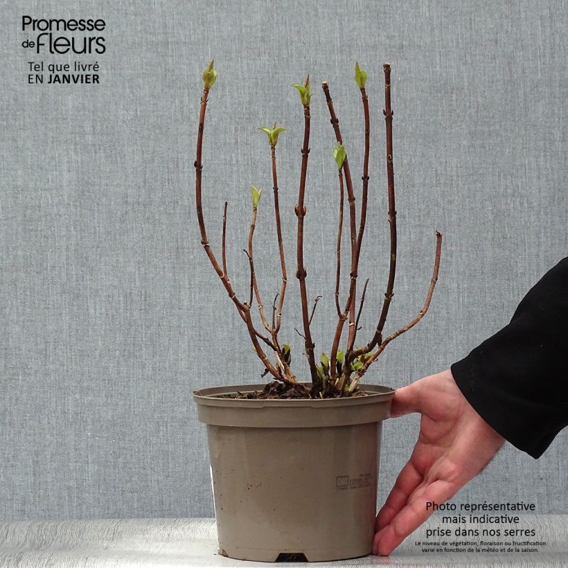 Exemplar von Hydrangea macrophylla White Wave - Bauernhortensie Topf mit 2L/3L wie im Winter geliefert