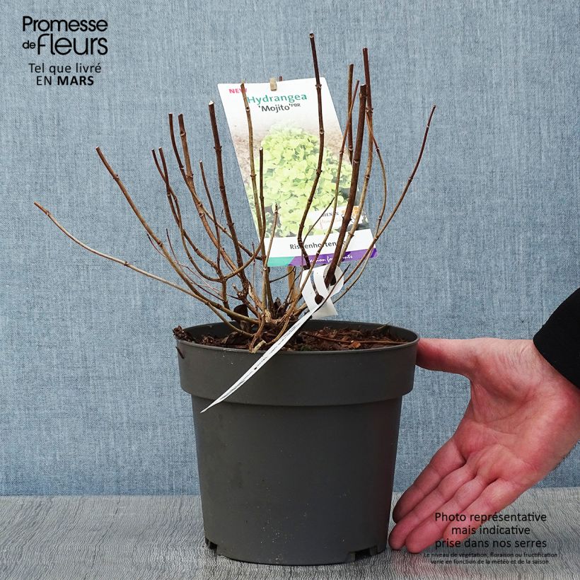 Exemplar von Rispenhortensie Mojito - Hydrangea paniculata Topf mit 3L/4L wie im Winter geliefert