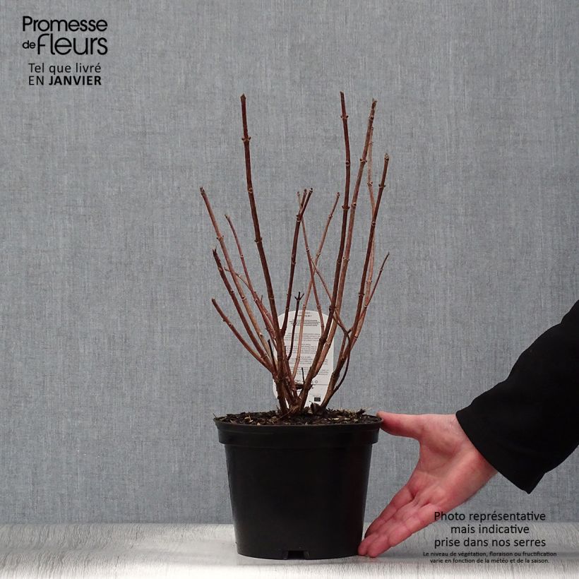 Exemplar von Rispenhortensie Dharuma - Hydrangea paniculata Topf mit 2L/3L wie im Winter geliefert