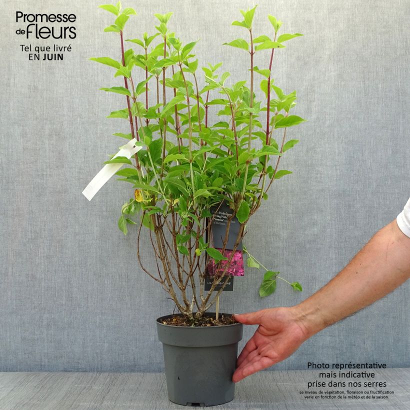 Exemplar von Rispenhortensie Living Pinky Promise - Hydrangea paniculata Topf mit 2L/3L wie im Sommer geliefert