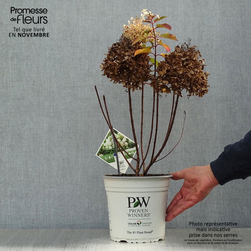 Exemplar von Rispenhortensie Fire Light Tidbit - Hydrangea paniculata Topf mit 4L/5L wie im Herbst geliefert