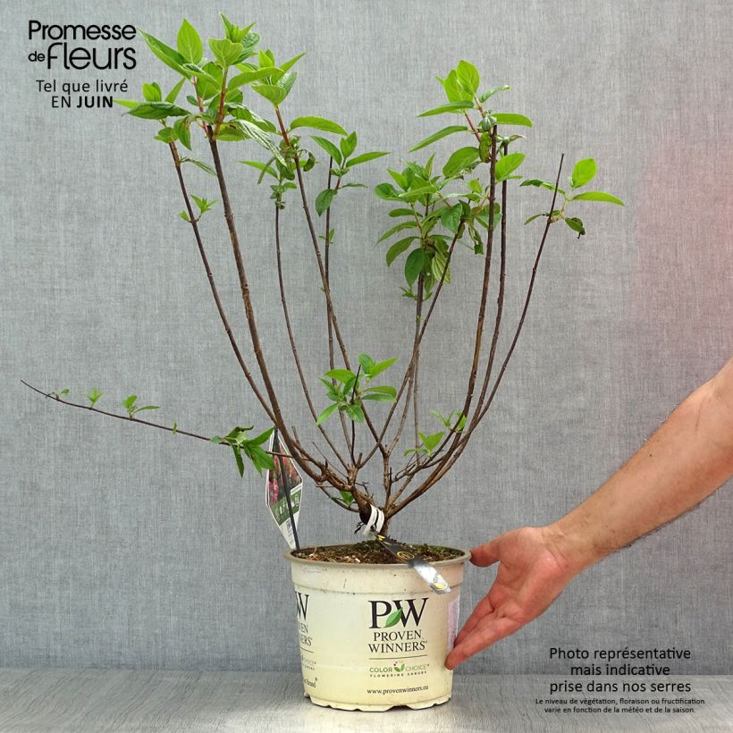 Exemplar von Rispenhortensie Fire Light Tidbit - Hydrangea paniculata Topf mit 4L/5L wie im Frühjahr geliefert