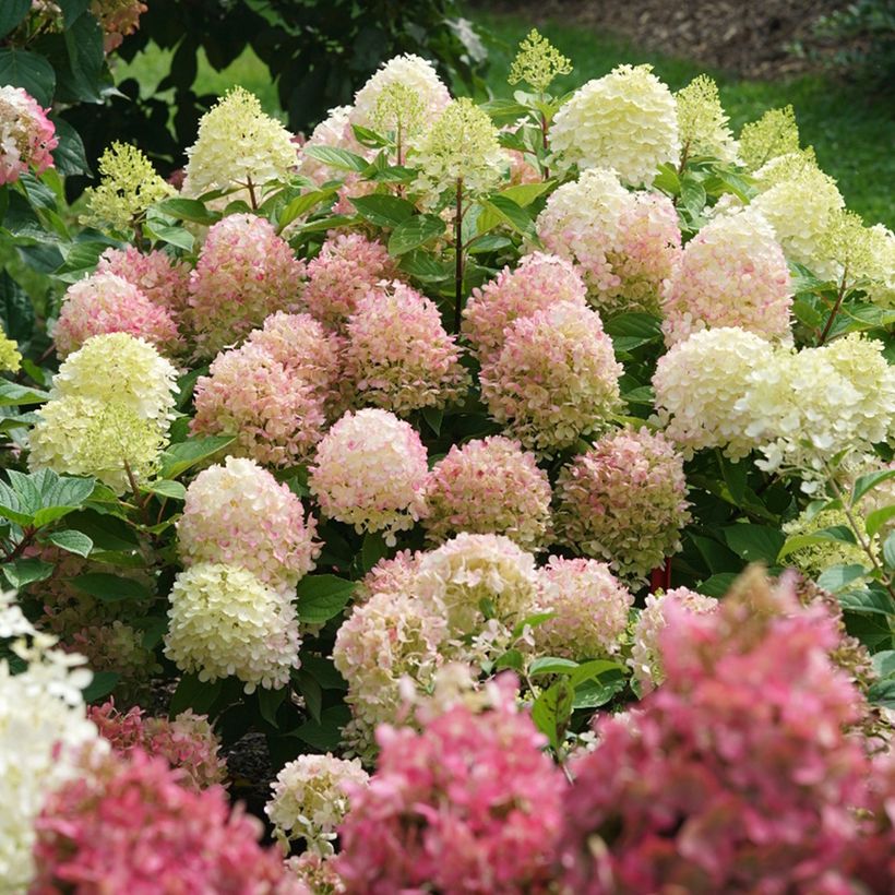 Rispenhortensie Fire Light Tidbit - Hydrangea paniculata (Hafen)