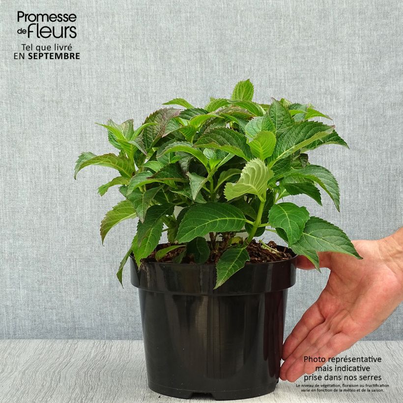 Exemplar von Hydrangea serrata Annie's Blue - Tellerhortensie Topf mit 2L/3L wie im Herbst geliefert