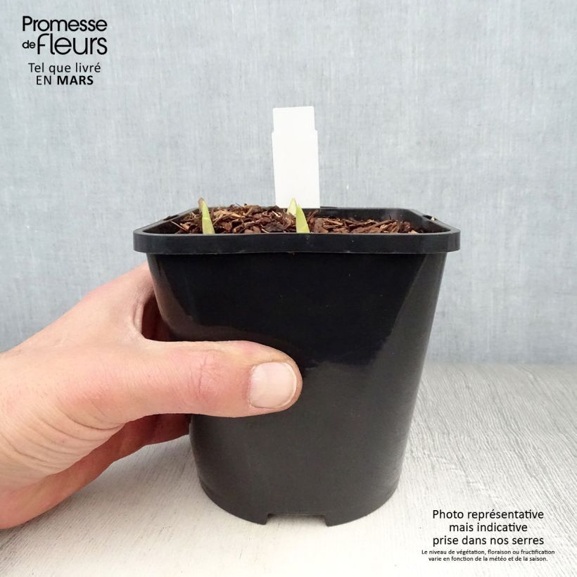 Exemplar von Hosta Adorable - Garten-Funkie Topf mit 1,5L/2L wie im Frühjahr geliefert