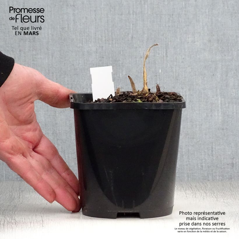 Exemplar von Hosta fortunei Allegan Fog - Garten-Funkie Topf mit 1,5L/2L wie im Frühjahr geliefert