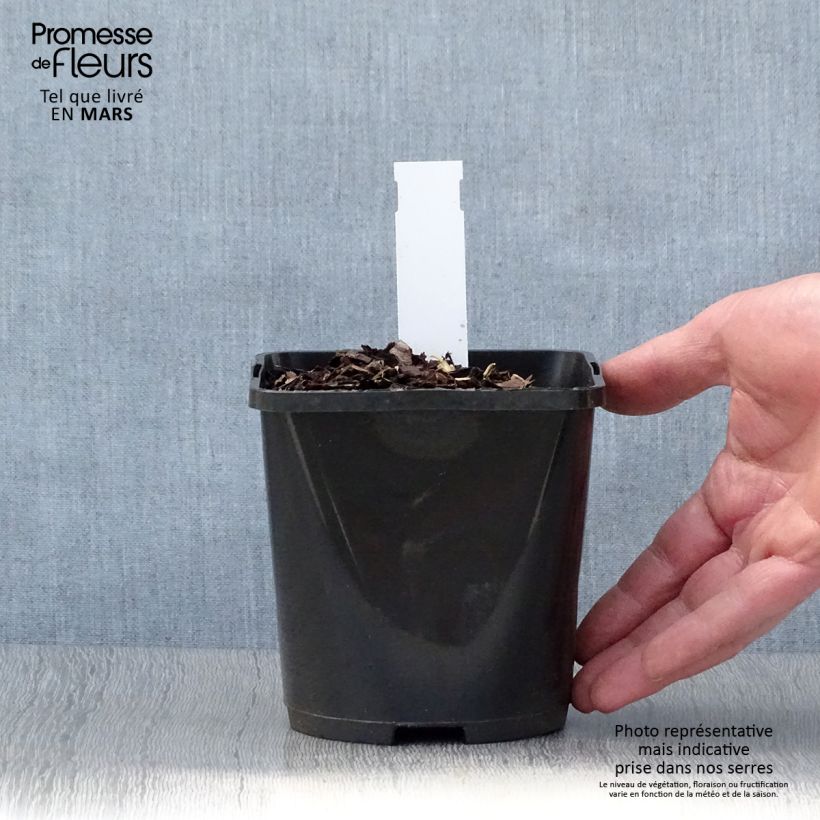 Exemplar von Hosta Almost - Garten-Funkie Topf mit 1,5L/2L wie im Frühjahr geliefert