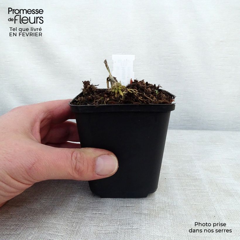 Exemplar von Hosta August Moon - Garten-Funkie Kleine Töpfe von 8/9 cm wie im Winter geliefert