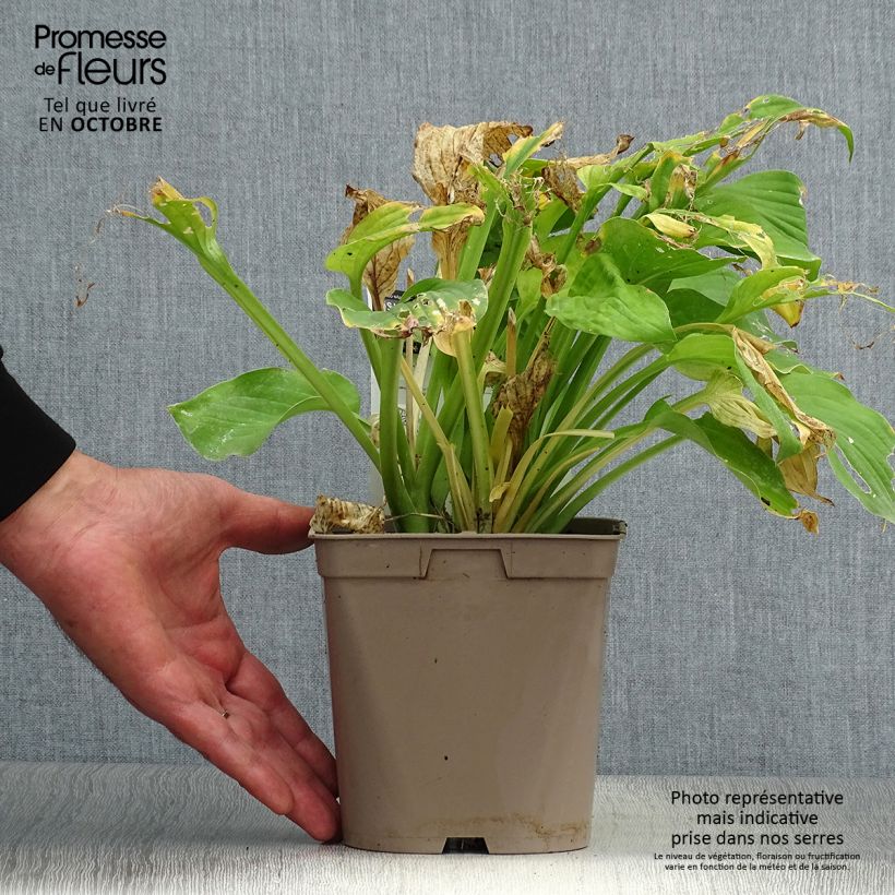 Exemplar von Hosta August Moon - Garten-Funkie Topf mit 2L/3L wie im Herbst geliefert