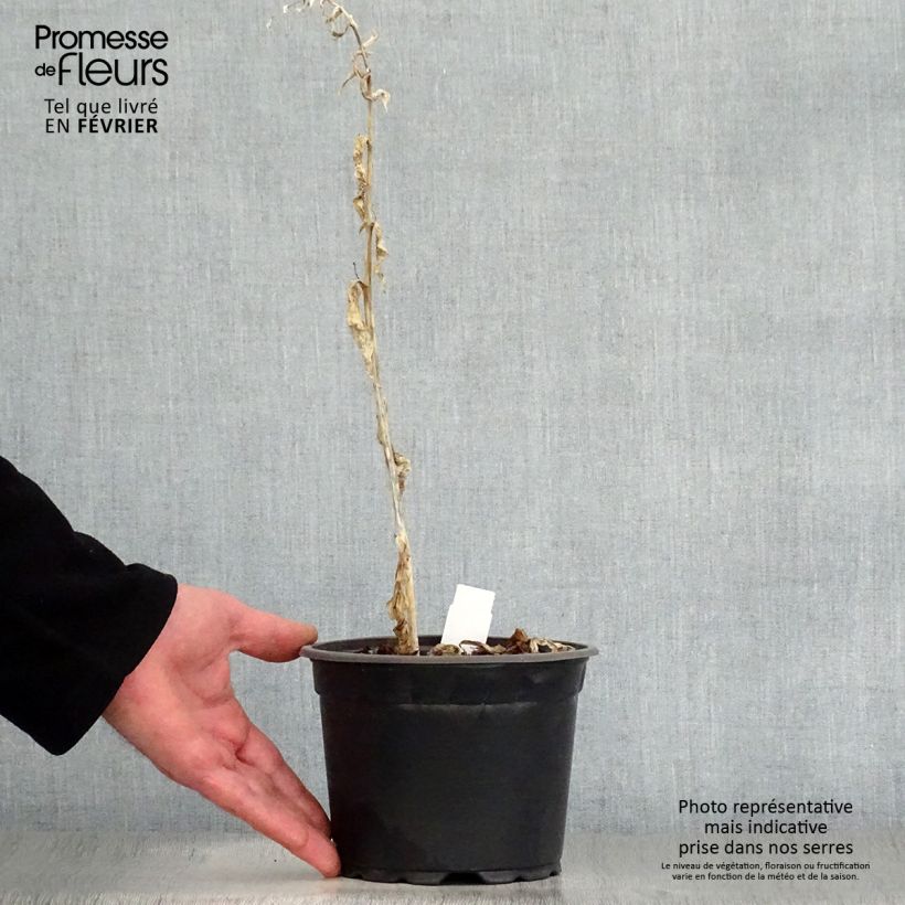 Exemplar von Hosta August Moon - Garten-Funkie Topf mit 2L/3L wie im Winter geliefert