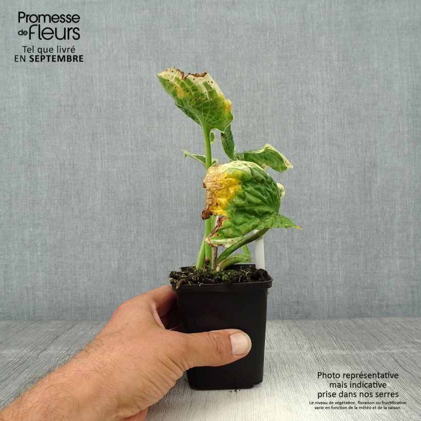 Exemplar von Hosta Austin Dickinson - Garten-Funkie Kleine Töpfe von 8/9 cm wie im Herbst geliefert