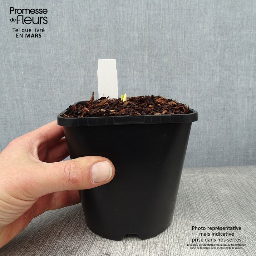 Exemplar von Hosta Autumn Frost - Garten-Funkie Topf mit 1,5L/2L wie im Winter geliefert