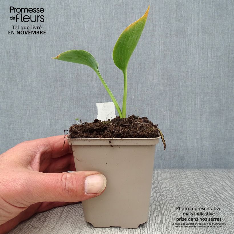 Exemplar von Hosta Big daddy - Garten-Funkie Kleine Töpfe von 8/9 cm wie im Herbst geliefert