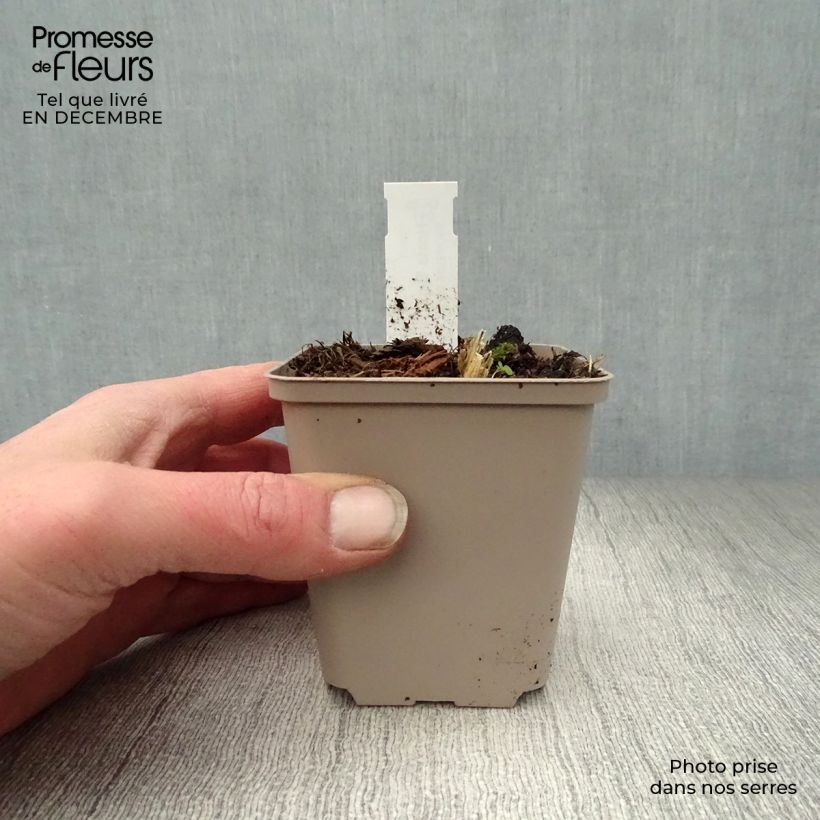 Exemplar von Hosta Big daddy - Garten-Funkie Kleine Töpfe von 8/9 cm wie im Winter geliefert