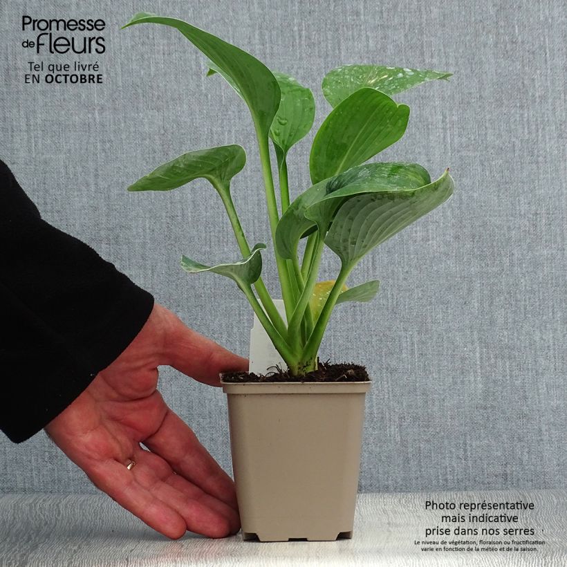 Exemplar von Hosta Big Mama - Garten-Funkie Kleine Töpfe von 8/9 cm wie im Herbst geliefert