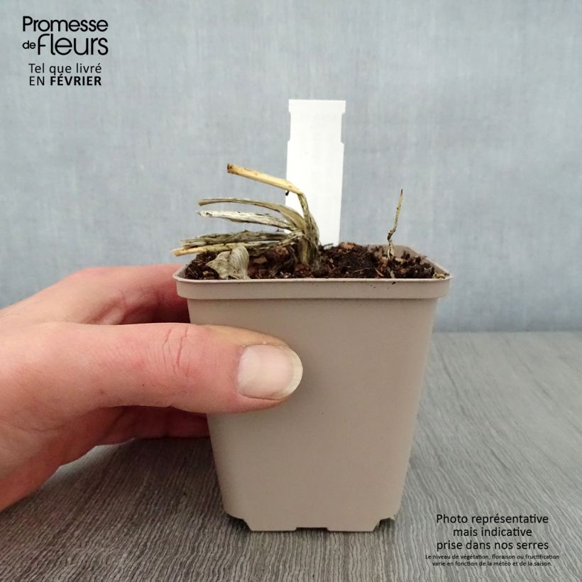 Exemplar von Hosta Big Mama - Garten-Funkie Kleine Töpfe von 8/9 cm wie im Winter geliefert