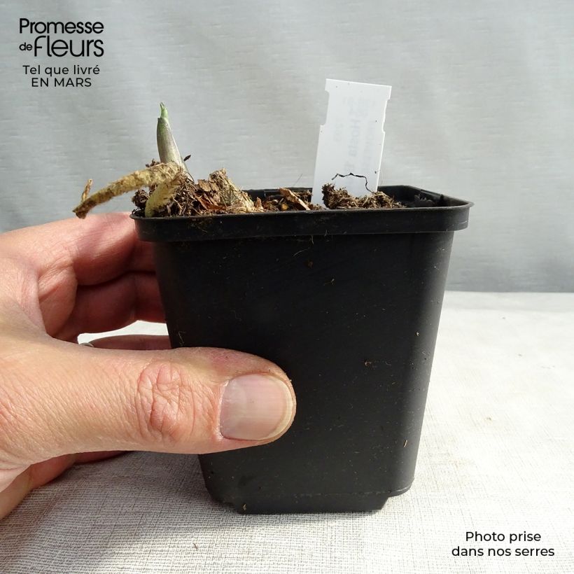 Exemplar von Hosta Hosta Blue Angel - Garten-Funkie Kleine Töpfe von 8/9 cm wie im Winter geliefert