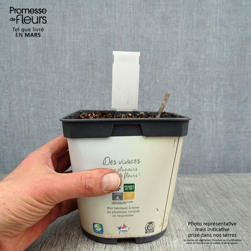 Exemplar von Hosta Hosta Blue Angel - Garten-Funkie Topf mit 1,5L/2L wie im Winter geliefert