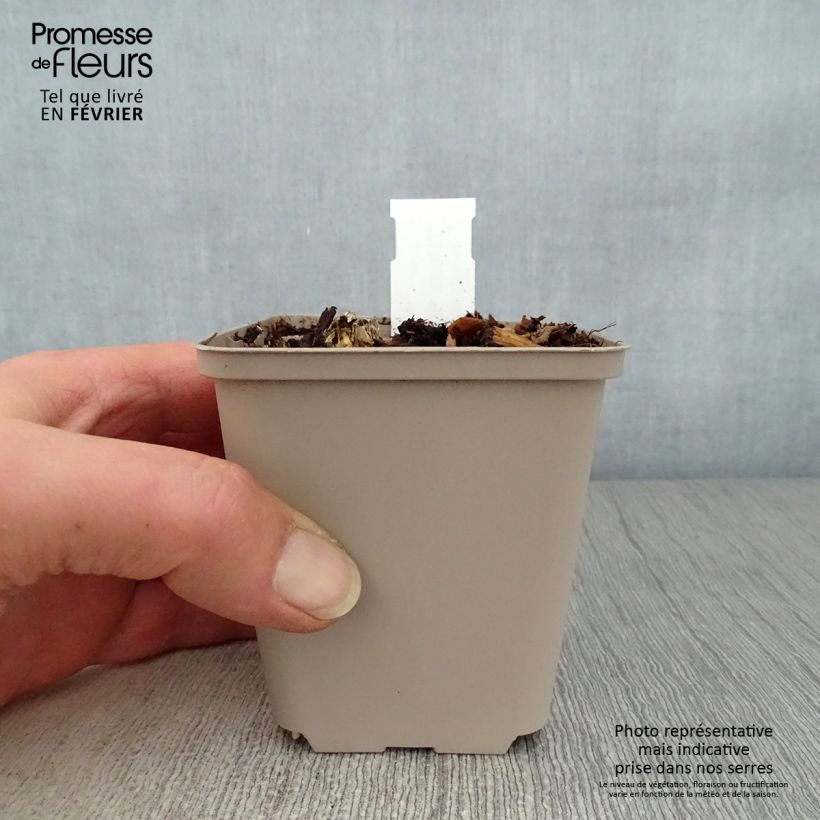 Exemplar von Hosta Hosta Blue Cadet - Garten-Funkie Kleine Töpfe von 8/9 cm wie im Winter geliefert