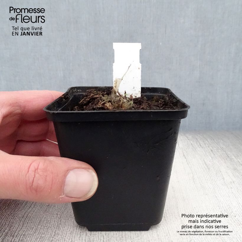 Exemplar von Hosta Blue Mouse Ears - Garten-Funkie Kleine Töpfe von 8/9 cm wie im Winter geliefert