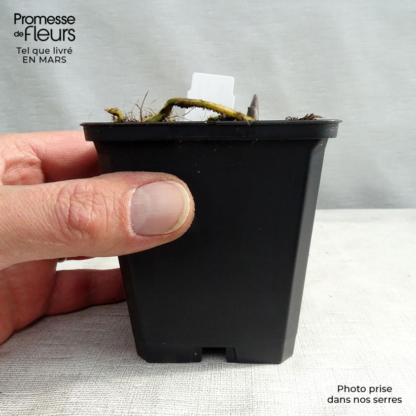 Exemplar von Hosta Blue Umbrellas - Garten-Funkie Kleine Töpfe von 8/9 cm wie im Winter geliefert