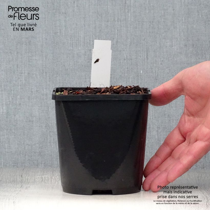 Exemplar von Hosta Blue Vision - Garten-Funkie Topf mit 1,5L/2L wie im Frühjahr geliefert