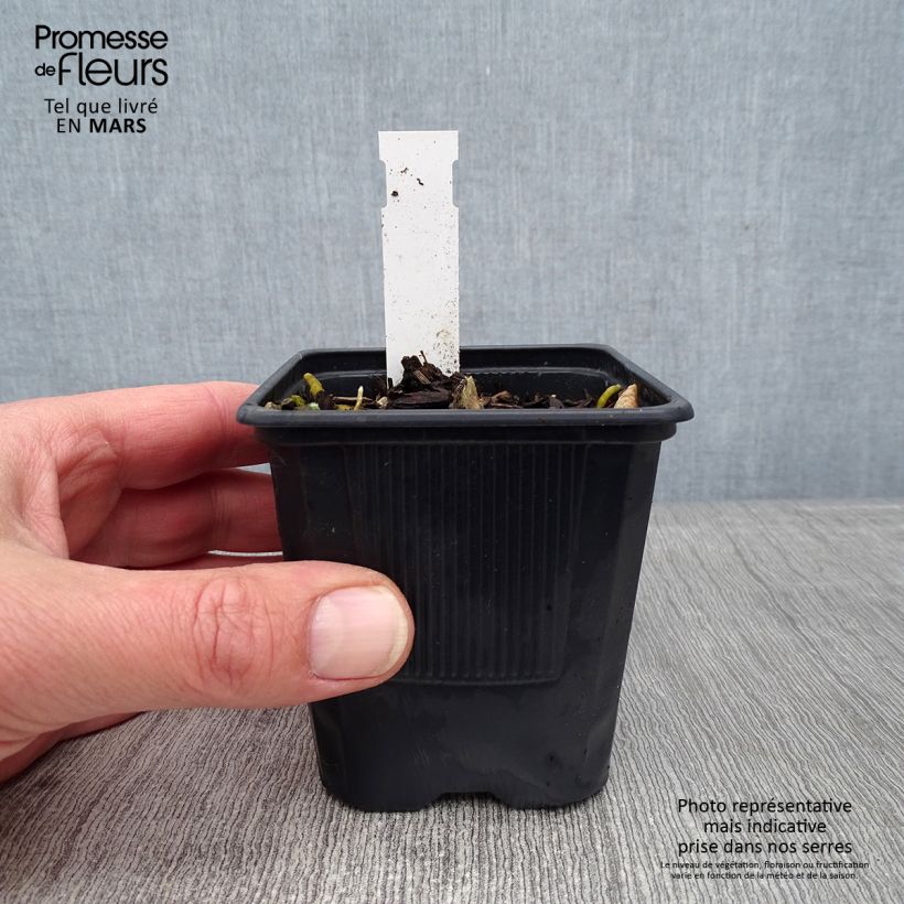 Exemplar von Hosta Bressingham Blue - Garten-Funkie Kleine Töpfe von 8/9 cm wie im Winter geliefert