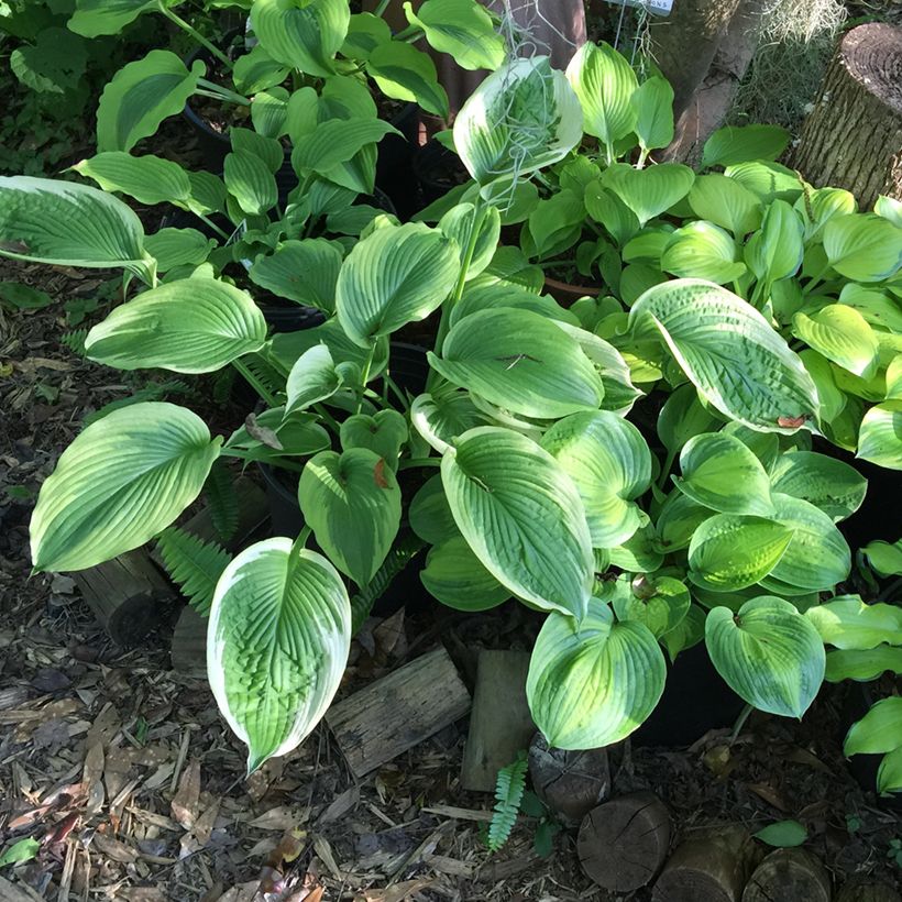 Hosta Bridal Falls - Garten-Funkie (Hafen)
