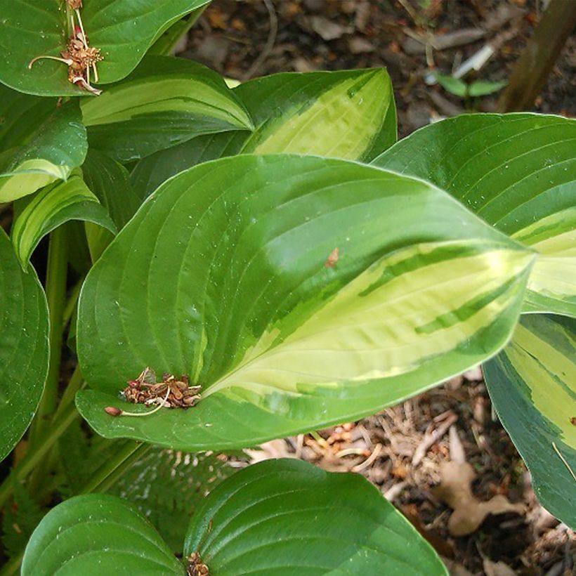 Hosta Broad Street - Garten-Funkie (Laub)