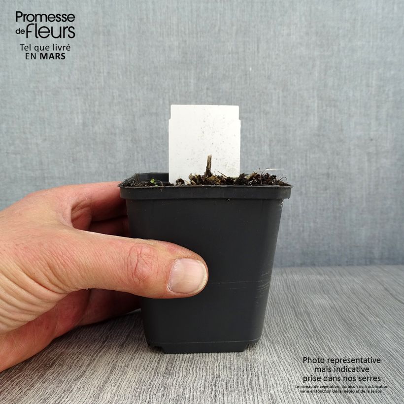 Exemplar von Hosta Canadian Blue - Garten-Funkie Kleine Töpfe von 8/9 cm wie im Winter geliefert