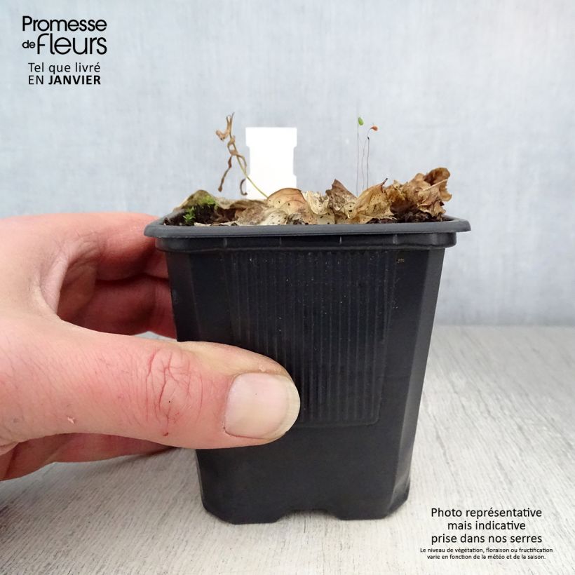 Exemplar von Hosta Carnival - Garten-Funkie Kleine Töpfe von 8/9 cm wie im Winter geliefert