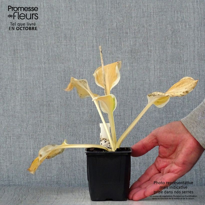 Exemplar von Hosta Carnival - Garten-Funkie Kleine Töpfe von 8/9 cm wie im Herbst geliefert