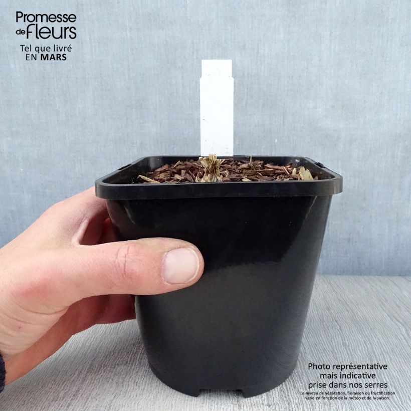 Exemplar von Hosta Cathedral Windows - Garten-Funkie Topf mit 1,5L/2L wie im Frühjahr geliefert