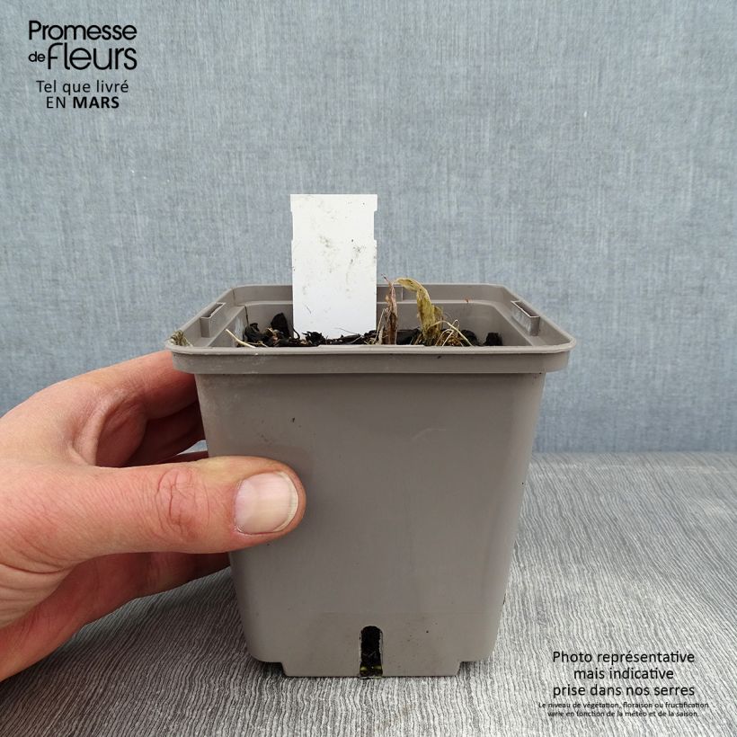 Exemplar von Hosta Center Of Attention - Garten-Funkie Topf mit 1L/1,5L wie im Winter geliefert