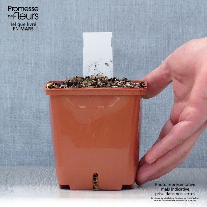 Exemplar von Hosta Christmas Tree - Garten-Funkie Topf mit 1L/1,5L wie im Frühjahr geliefert