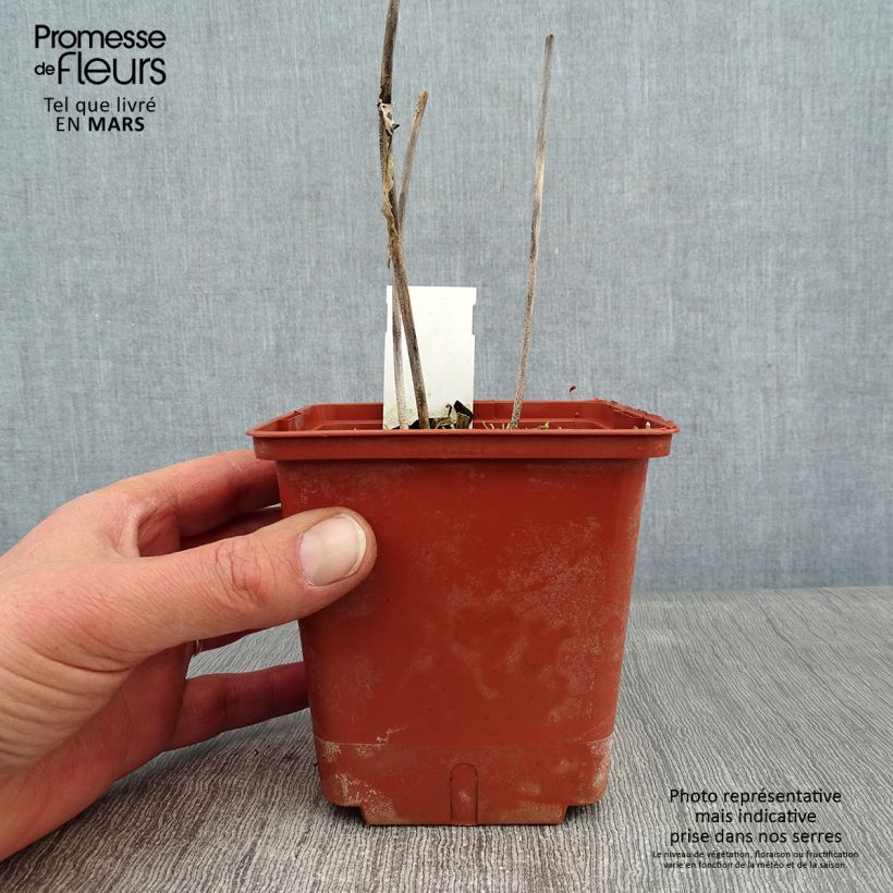 Exemplar von Hosta Christmas Tree - Garten-Funkie Topf mit 1L/1,5L wie im Winter geliefert