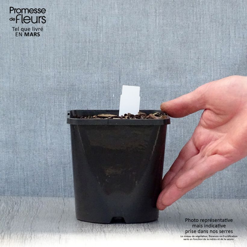 Exemplar von Hosta Coast to Coast - Garten-Funkie Topf mit 1,5L/2L wie im Frühjahr geliefert