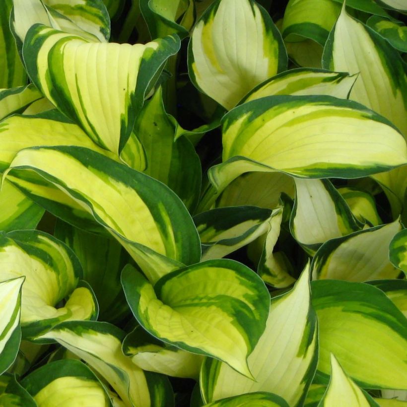 Hosta Color Festival - Garten-Funkie (Laub)