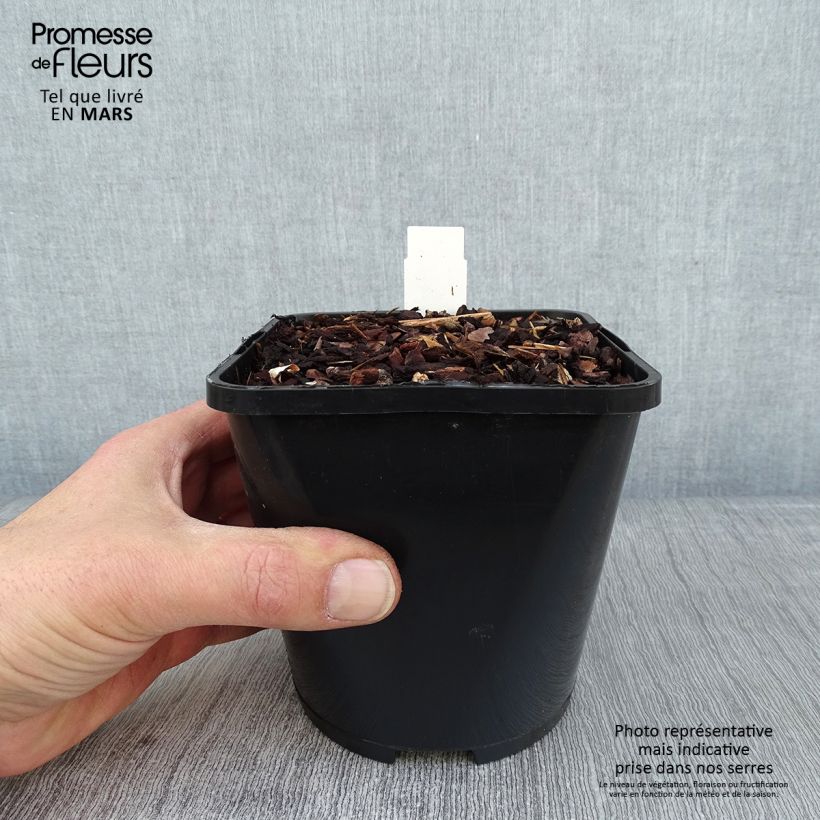 Exemplar von Hosta Color Festival - Garten-Funkie Topf mit 1,5L/2L wie im Winter geliefert