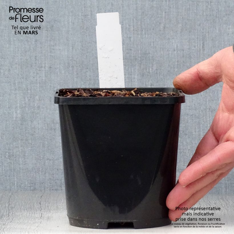 Exemplar von Hosta Color Festival - Garten-Funkie Topf mit 1,5L/2L wie im Frühjahr geliefert