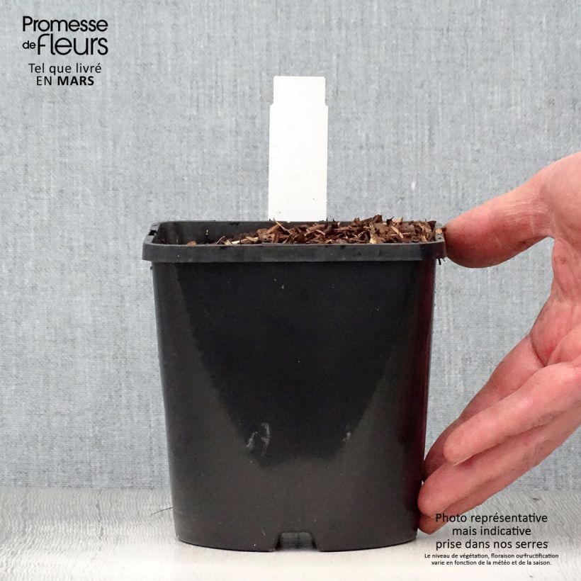 Exemplar von Hosta Diamond Lake - Garten-Funkie Topf mit 1,5L/2L wie im Frühjahr geliefert