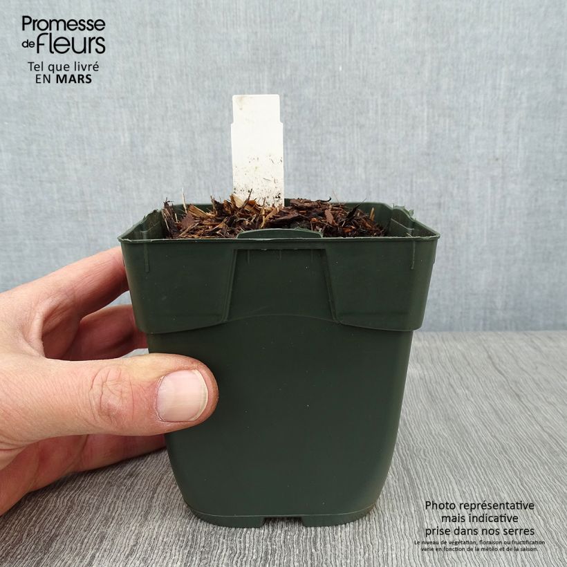 Exemplar von Hosta Elisabeth - Garten-Funkie Kleine Töpfe von 8/9 cm wie im Winter geliefert